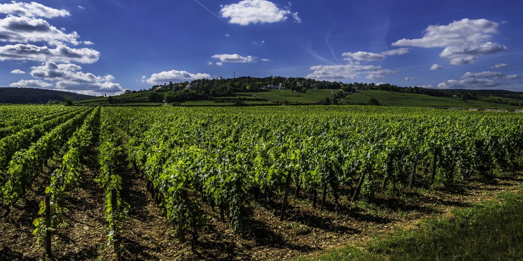 vignes