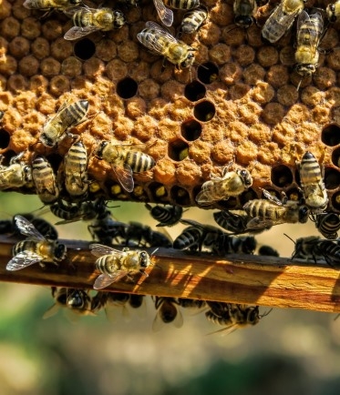 abeille entrant dans une ruche