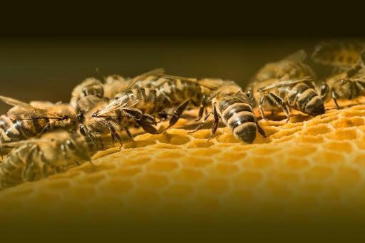 photo d'une ruche