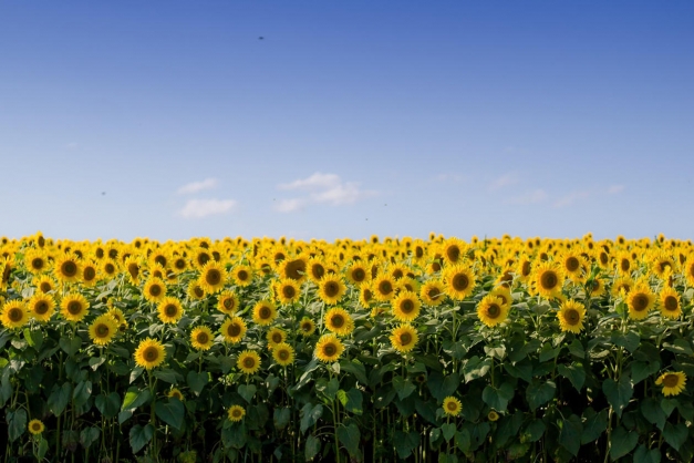 champs de tournesol