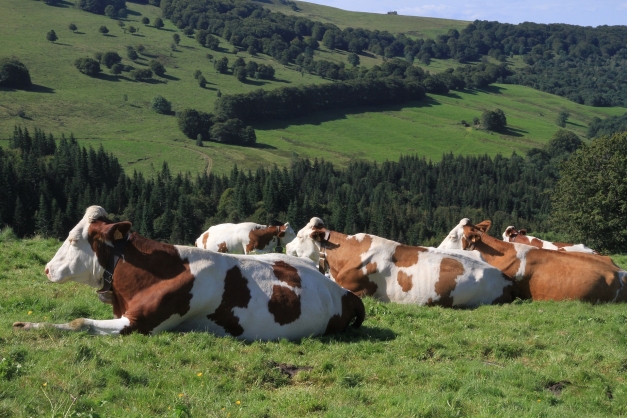 troupeau de vache laitière