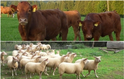 image de bovins et de ovins