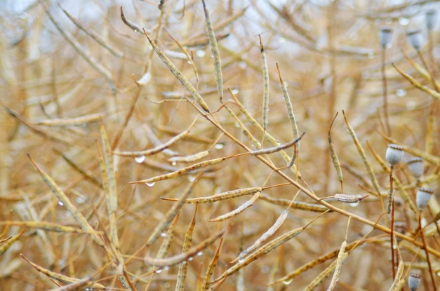 Siliques du colza, prêtes à récolter (fruits en forme de gousse allongée de la fleur de colza une fois fânée)