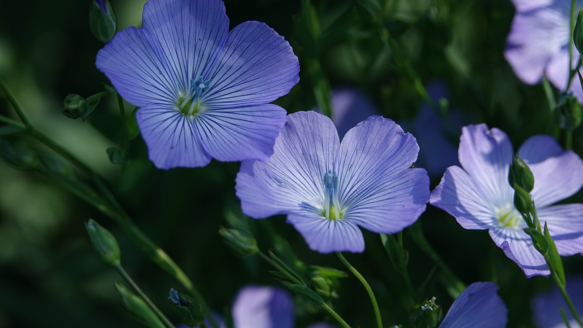 Oléoprotéagineux Fleur de lin