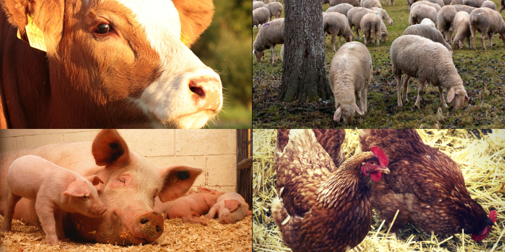 Ruminants, brebis, poules et cohons