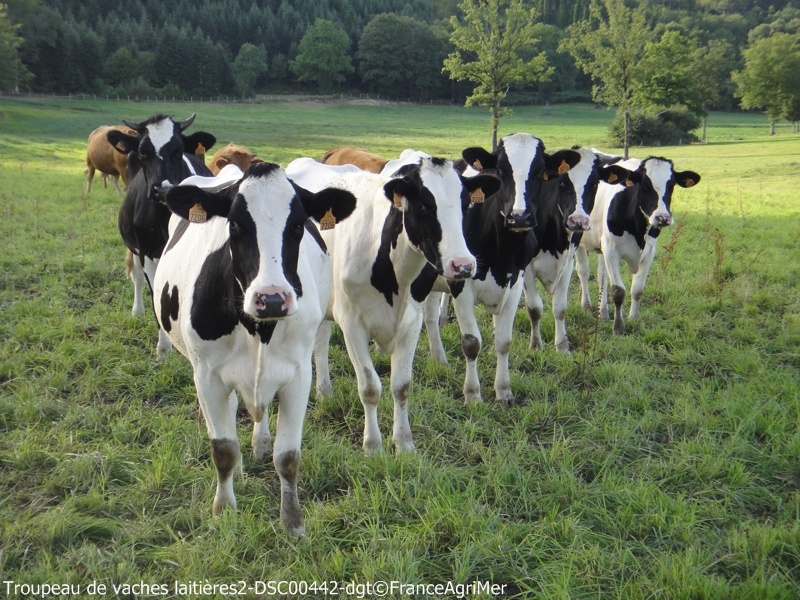 Troupeau de vaches laitières